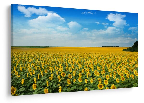 Tablou - câmp cu floarea soarelui (90x60 cm)