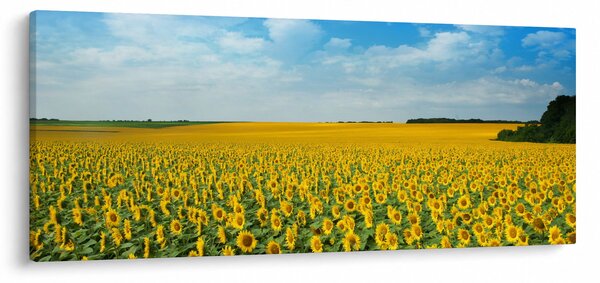 Tablou - câmp cu floarea soarelui (120x50 cm)