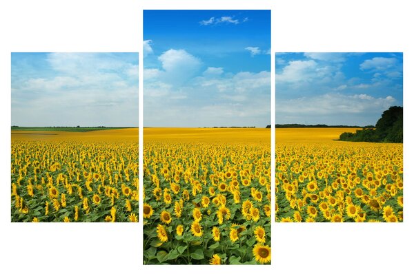 Tablou - câmp cu floarea soarelui (90x60 cm)