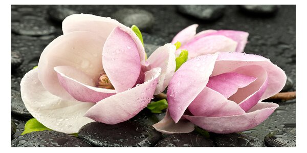 Fotografie imprimată pe sticlă Magnolia Zen Piatra