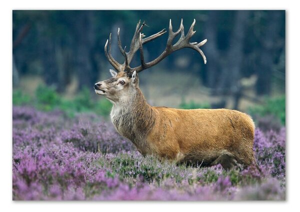 Tablou din Sticlă Deer de lavandă
