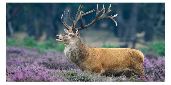 Tablou din Sticlă Deer de lavandă