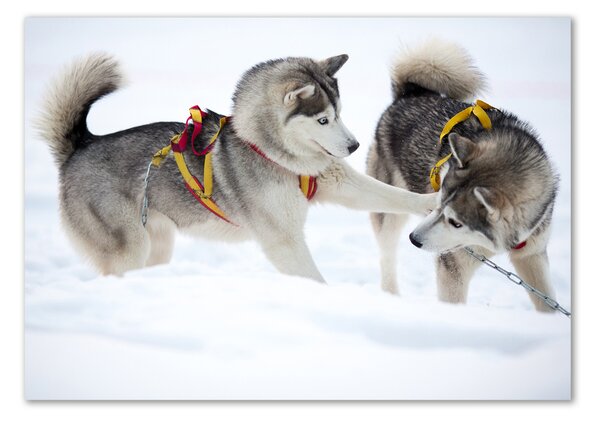 Imagine de sticlă iarna Husky