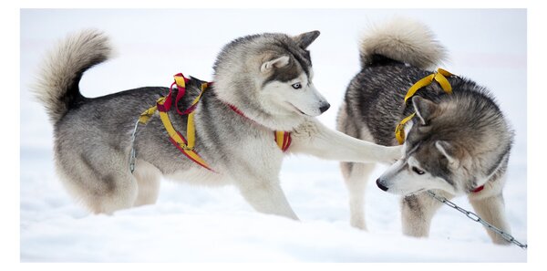 Imagine de sticlă iarna Husky