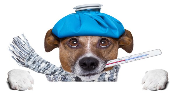 Imagine de sticlă câine bolnav
