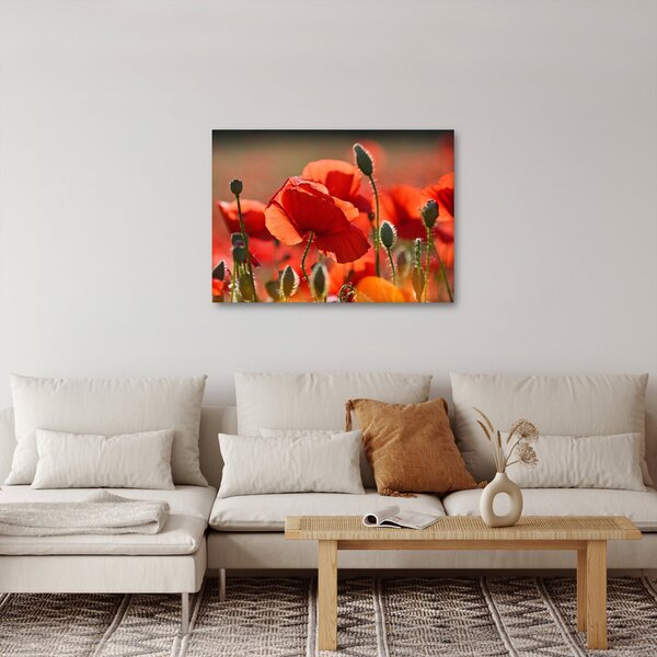 Tablou cu flori de maci (70x50 cm)