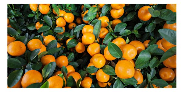 Tablou pe pe sticlă mandarine
