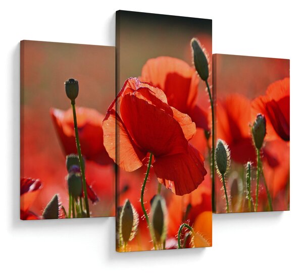 Tablou cu flori de maci (90x60 cm)