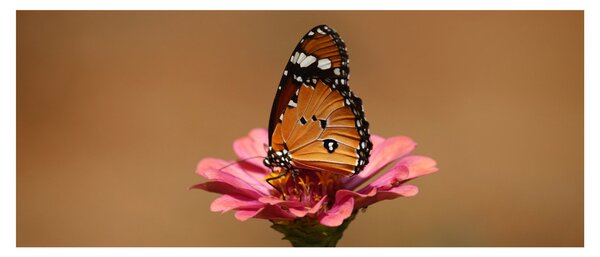 Tablou cu fluture pe floare (120x50 cm)