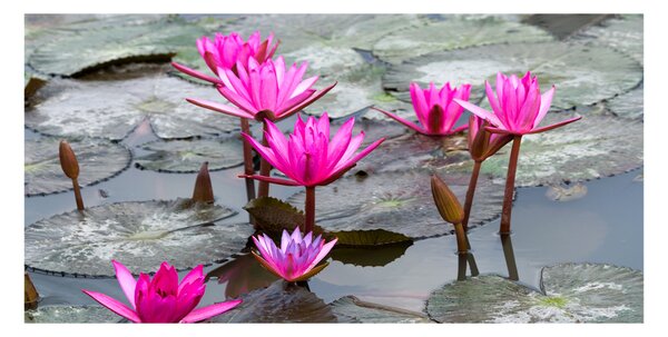 Tablou sticlă floare de lotus