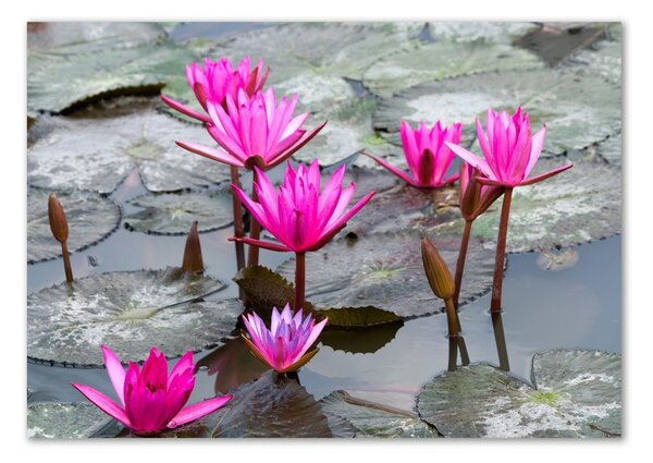 Tablou sticlă floare de lotus