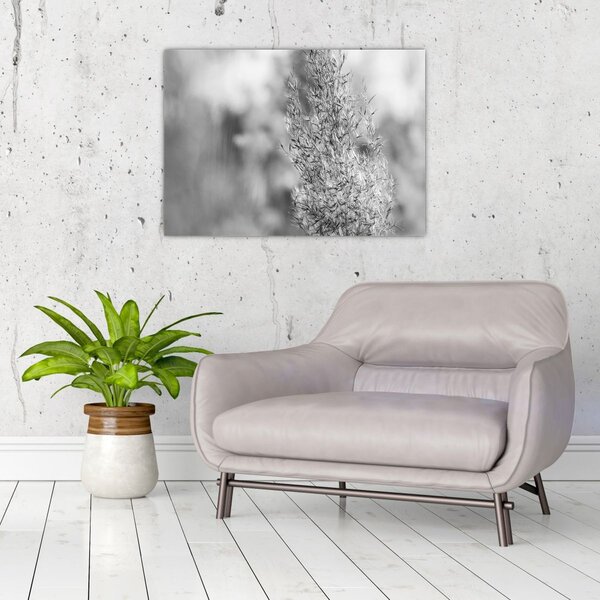 Tablou - Iarbă de pampas Boho (70x50 cm)