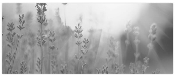 Tablou - Lavanda (120x50 cm)