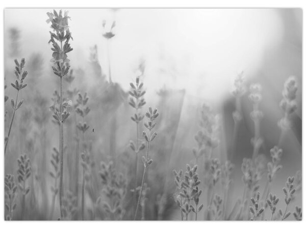 Tablou - Lavanda (70x50 cm)