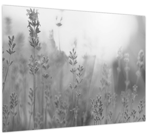 Tablou - Lavanda (70x50 cm)