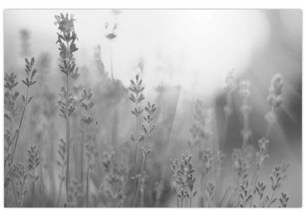 Tablou - Lavanda (90x60 cm)