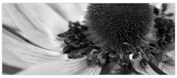 Tablou - Floare în alb-negru (120x50 cm)