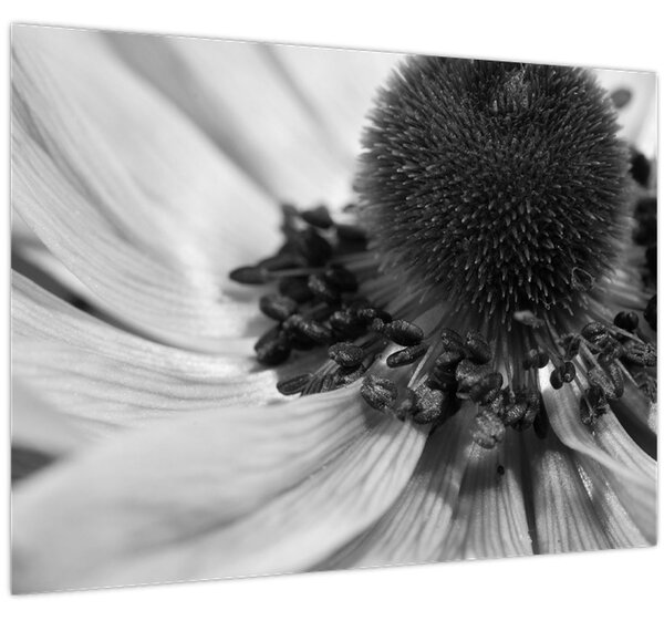 Tablou - Floare în alb-negru (70x50 cm)