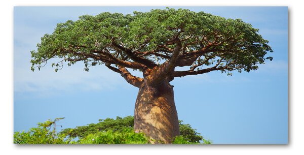 Tablou sticlă Baobab