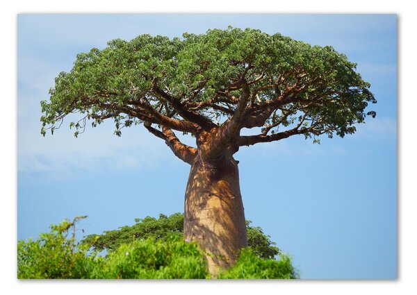 Tablou sticlă Baobab