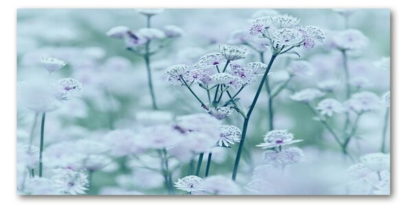 Tablou pe pe sticlă Astrantia majore
