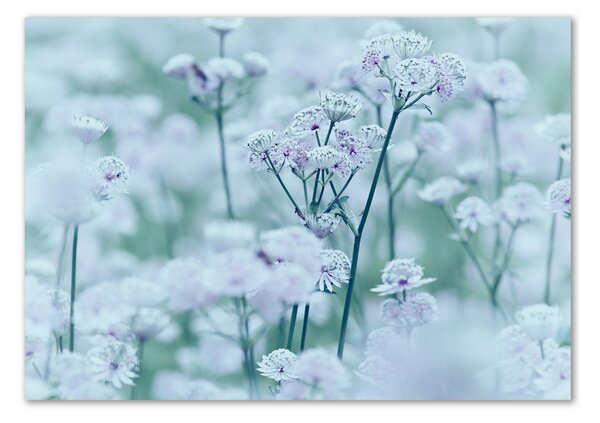 Tablou pe pe sticlă Astrantia majore