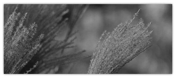 Tablou - Iarbă de pampas uscată (120x50 cm)