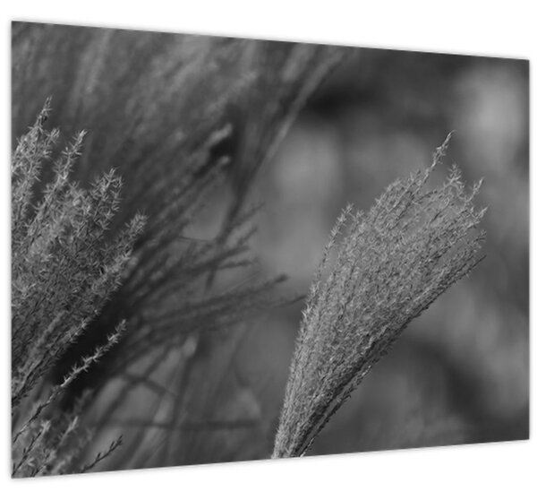 Tablou - Iarbă de pampas uscată (70x50 cm)
