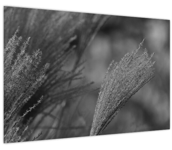 Tablou - Iarbă de pampas uscată (90x60 cm)
