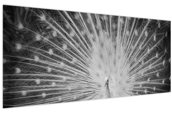 Tablou - Păun alb (120x50 cm)