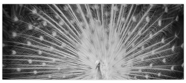 Tablou - Păun alb (120x50 cm)