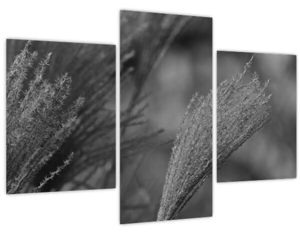 Tablou - Iarbă de pampas uscată (90x60 cm)