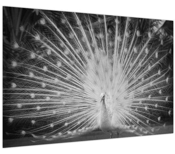 Tablou - Păun alb (90x60 cm)