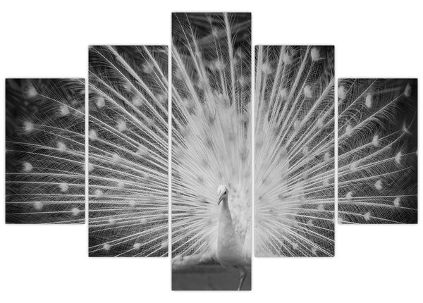 Tablou - Păun alb (150x105 cm)