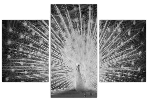 Tablou - Păun alb (90x60 cm)
