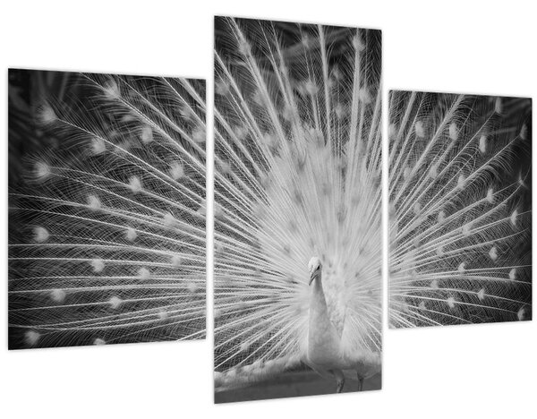 Tablou - Păun alb (90x60 cm)
