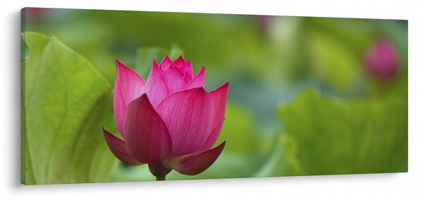 Tablou - floare de apă (120x50 cm)