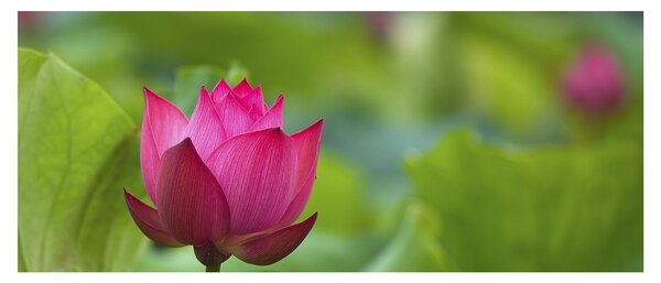 Tablou - floare de apă (120x50 cm)