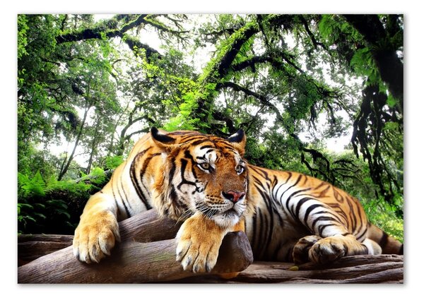 Tablou sticlă Tiger pe stâncă