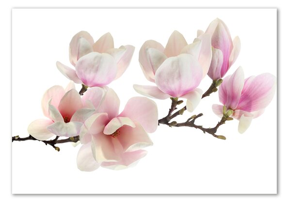 Tablou din Sticlă Magnolie