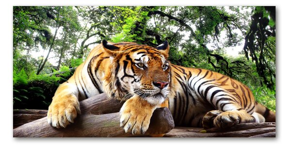 Tablou sticlă Tiger pe stâncă