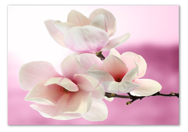 Tablou pe pe sticlă Magnolie