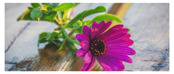 Tablou flori tăiate (120x50 cm)