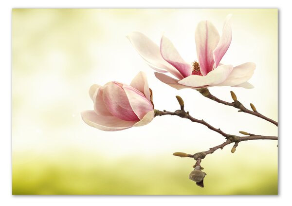 Fotografie imprimată pe sticlă Magnolie