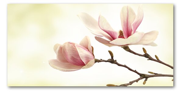 Fotografie imprimată pe sticlă Magnolie