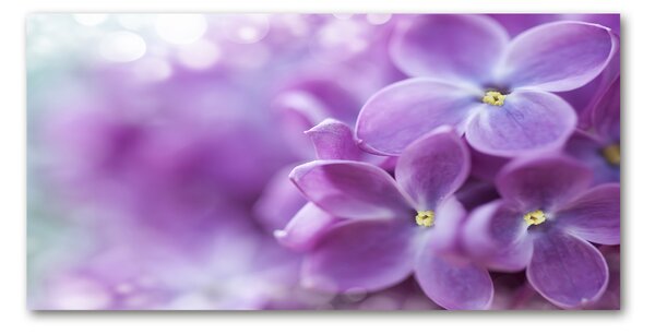 Fotografie imprimată pe sticlă flori de liliac