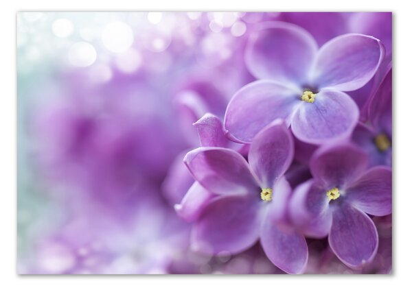 Fotografie imprimată pe sticlă flori de liliac