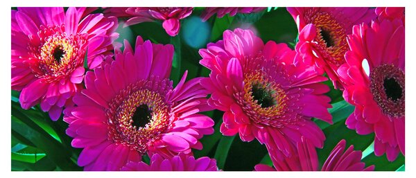 Tablou - floare (120x50 cm)