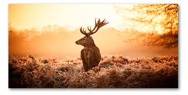 Fotografie imprimată pe sticlă Sunrise Deer