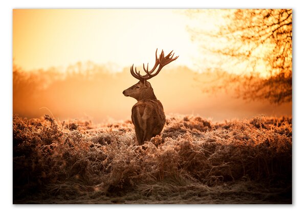 Fotografie imprimată pe sticlă Sunrise Deer